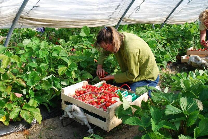 Cueillette des fraises sous les tunnels de la ferme