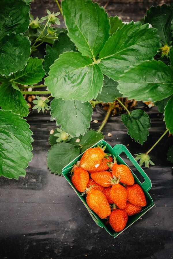 Cagette de fraises dans les rangs