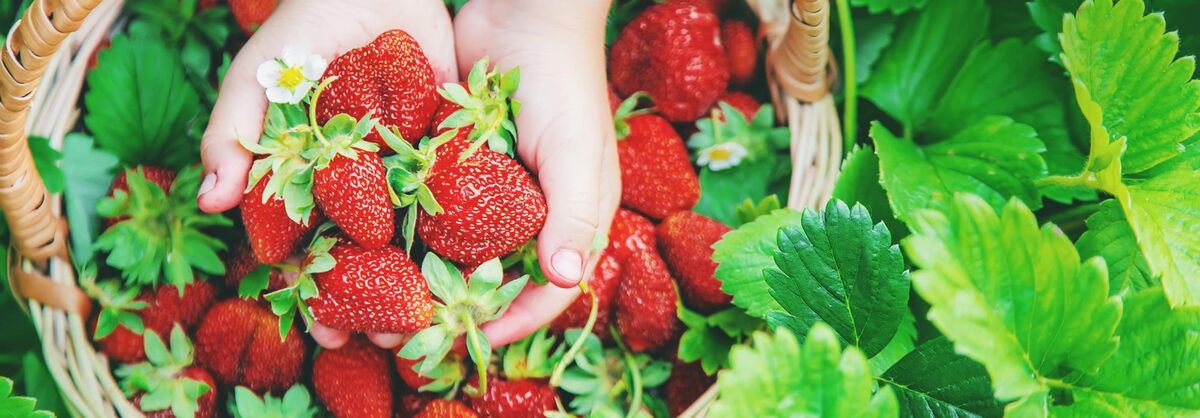 Mains tenant des fraises fraîchement cueillies